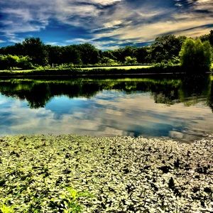 Beautiful lake full of different plants, having hills, and that beautiful sky!